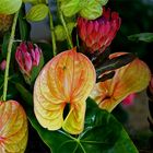 Anthurium spec., Araceae, Protea spec., Proteaceae, OOE Landesgartenschau, Vöcklabruck, OOE / A