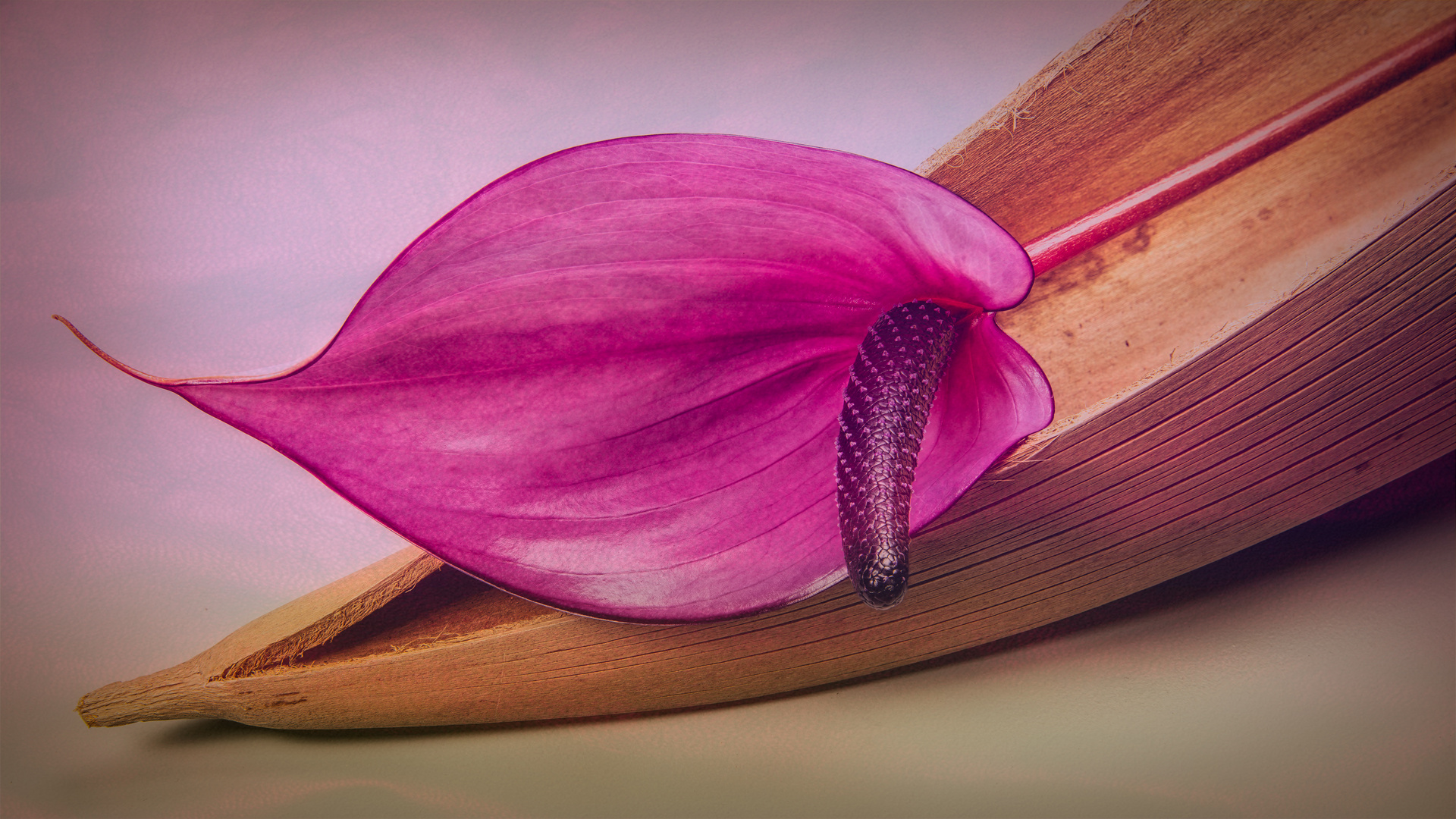 ANTHURIUM STILL LIFE