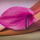 ANTHURIUM STILL LIFE