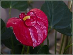 Anthurium : Surveillance rapprochée de la progéniture