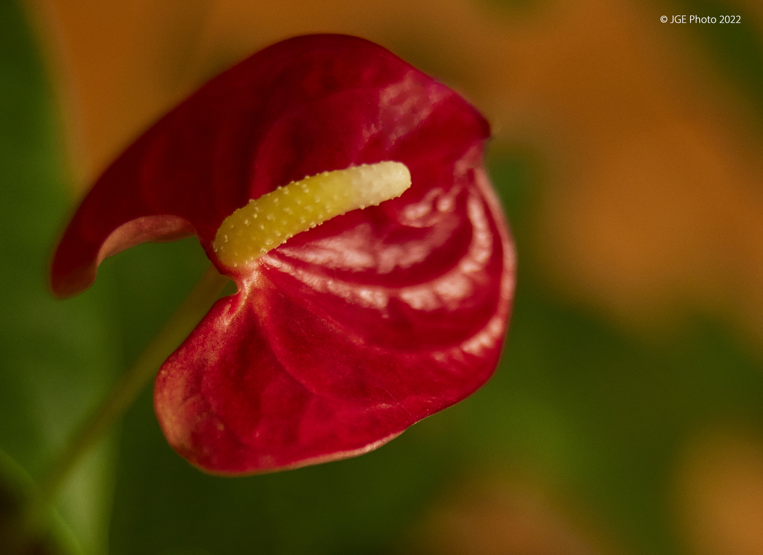 Anthuriumblüte (Flamingoblumen)