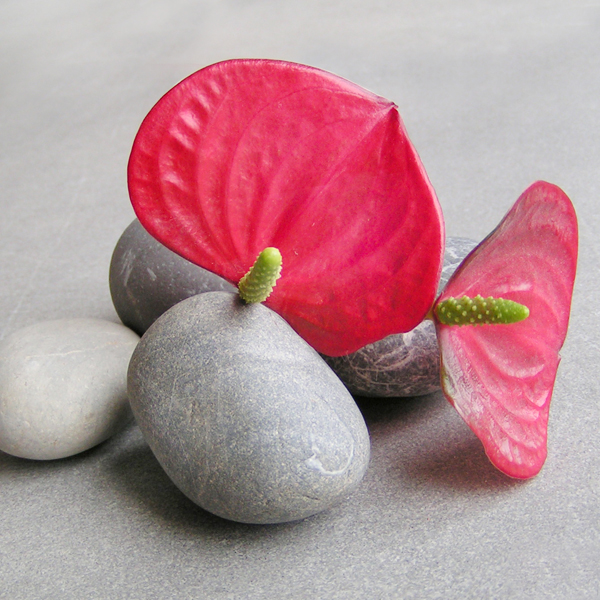 Anthuriums et galets