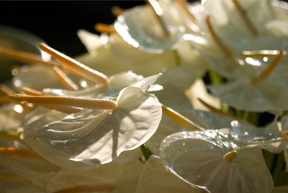 Anthuriums