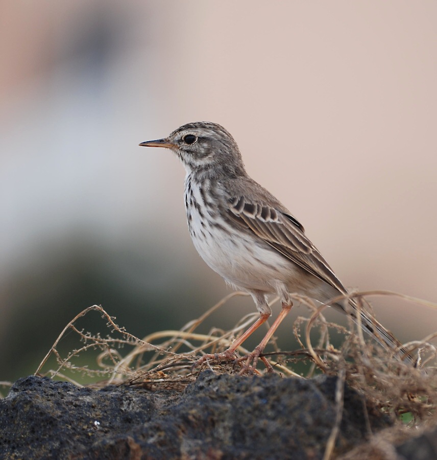 Anthus berthelotii