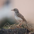 Anthus berthelotii