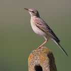 Anthus campestris