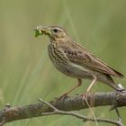 Anthus pratensis