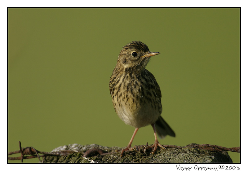 Anthus pratensis...