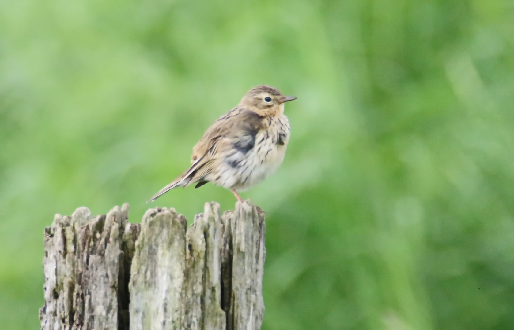 Anthus pratensis