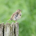 Anthus pratensis