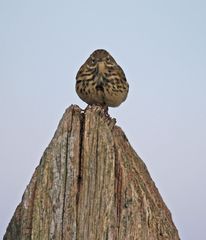 Anthus pyramidonalis