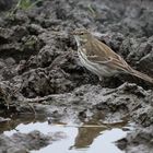 Anthus spinoletta