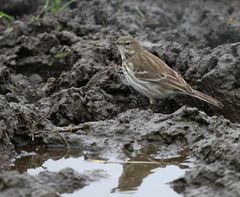 Anthus spinoletta