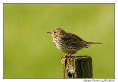 Anthus trivialis...