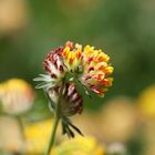 Anthyllis Vulneraria - Kidney Vetch