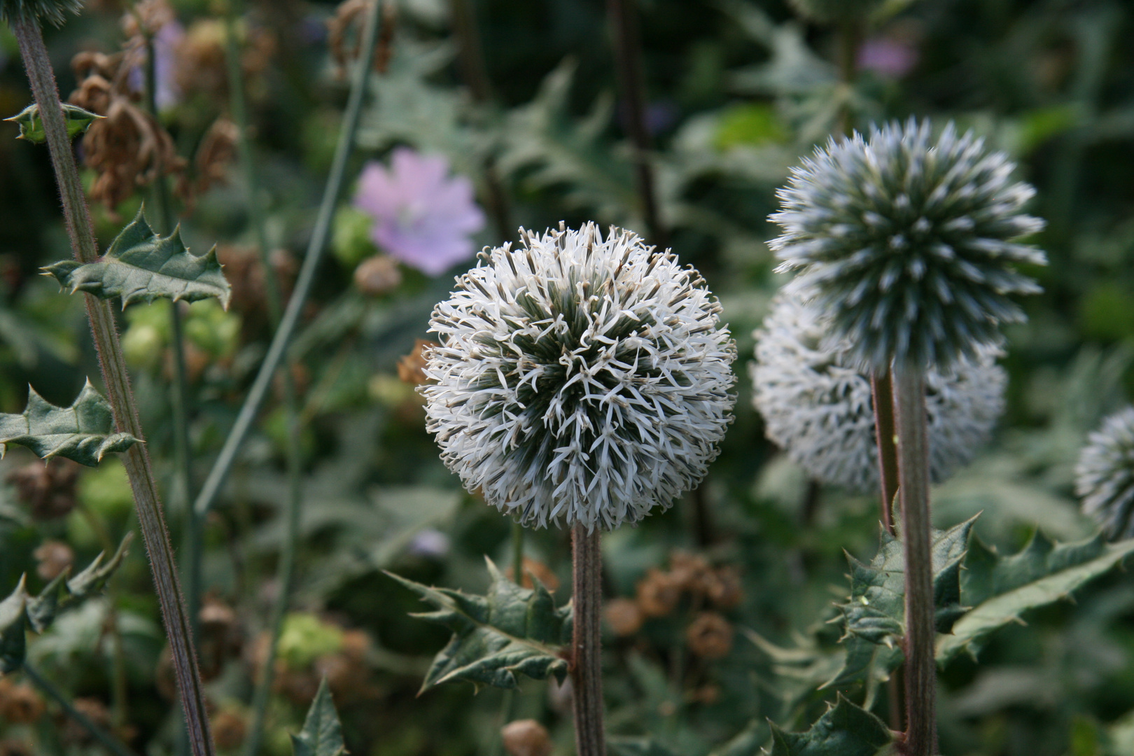 Anthyllis vulneraria / subsp. alpestris