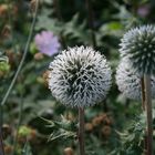 Anthyllis vulneraria / subsp. alpestris