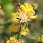 Anthyllis Vulneraria with Eucerini