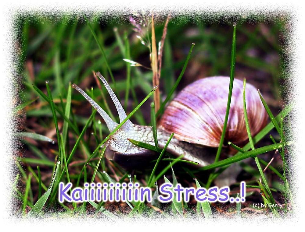 Anti-Stress-Schnecke