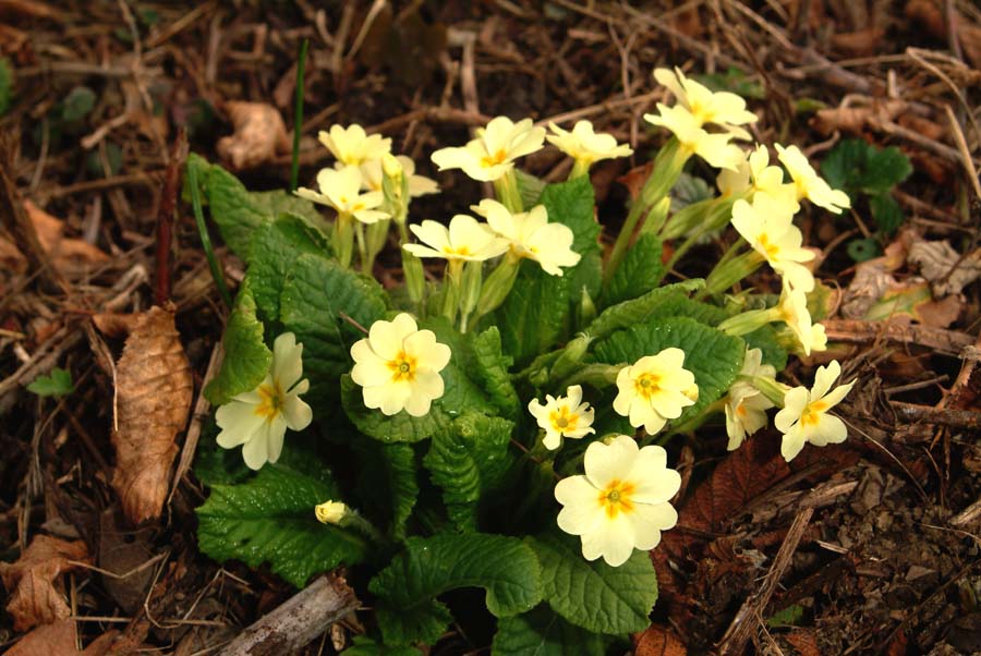 anticipo di primavera