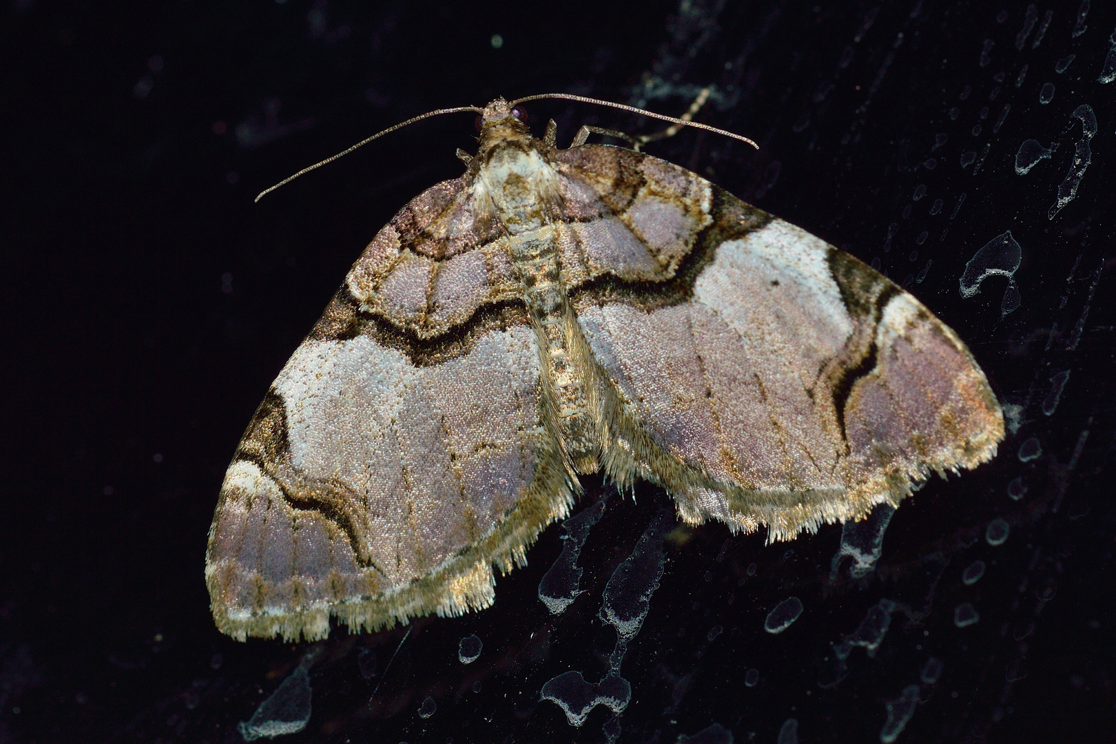  Anticlea derivata, Schwarzbinden- Rosenblatt- Spanner,