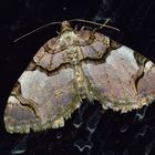  Anticlea derivata, Schwarzbinden- Rosenblatt- Spanner,