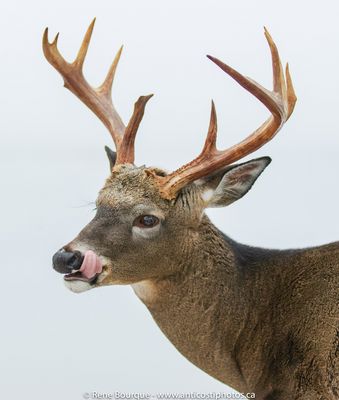 Anticosti, bientôt le rut !