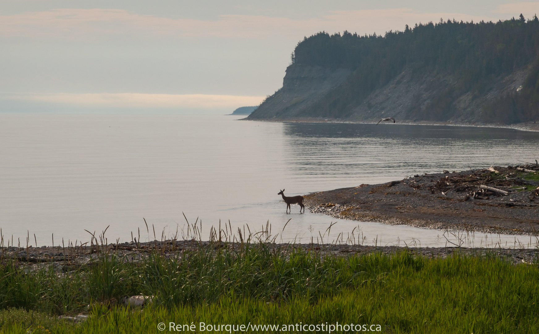 Anticosti. Chevreuil à l'embouchure de la rivière Patate