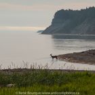 Anticosti. Chevreuil à l'embouchure de la rivière Patate