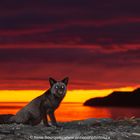 Anticosti Island Fuchs im Morgengrauen 