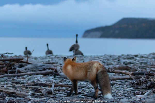 Anticosti, la tentation