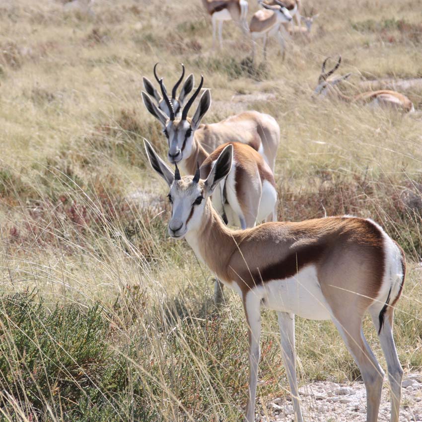 Antidorcas marsupialis in Reihe