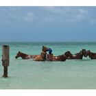 Antigua - Cavalli al mare