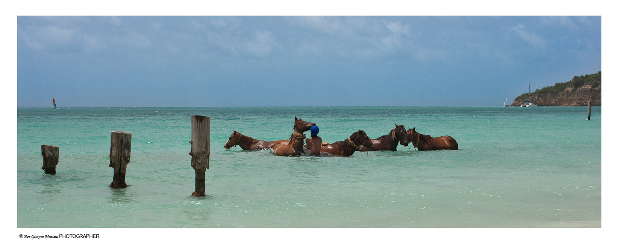 Antigua - Cavalli al mare