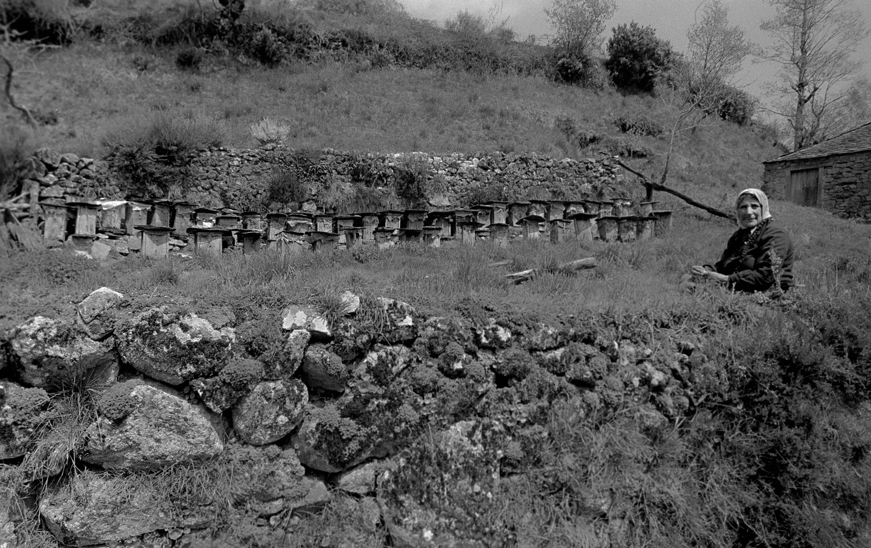 ANTIGUAS COLMENAS DE ABEJAS, ANTAÑO