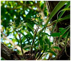 Antigua_Wallings Reservoir_1