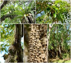 Antigua_Wallings Reservoir_2