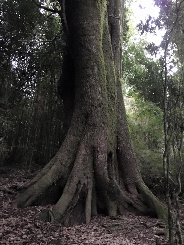 antiguo arbol milenario