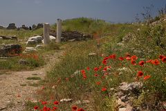 Antike mit Mohn (2)