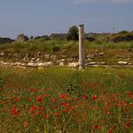 Antike mit Mohn