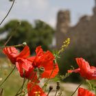 Antike mit Mohn (3)