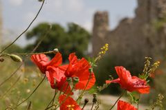 Antike mit Mohn (3)