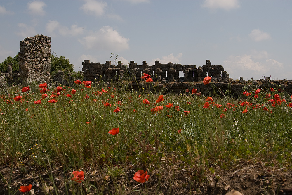 Antike mit Mohn (4)