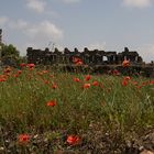 Antike mit Mohn (4)