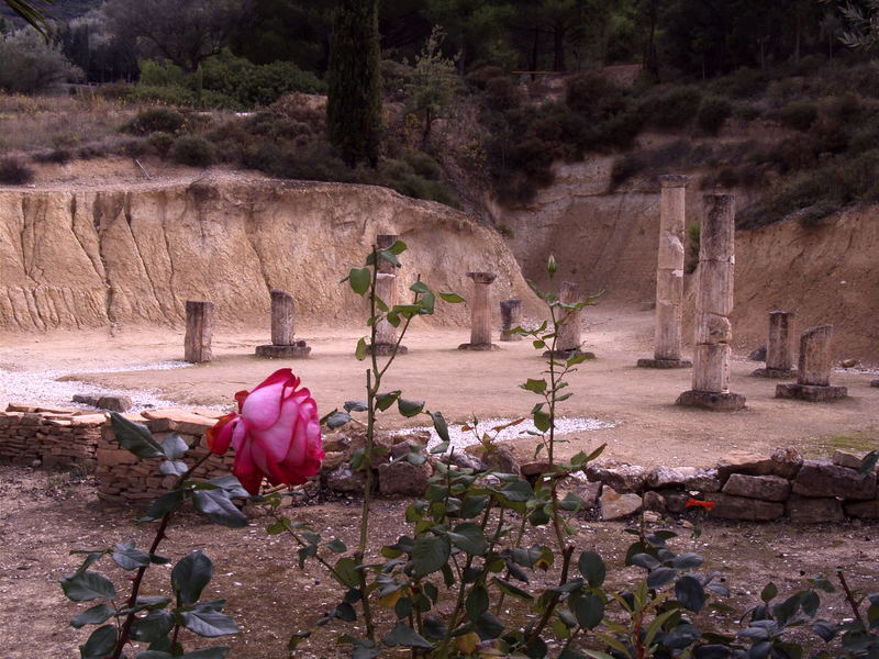 Antike-Rose