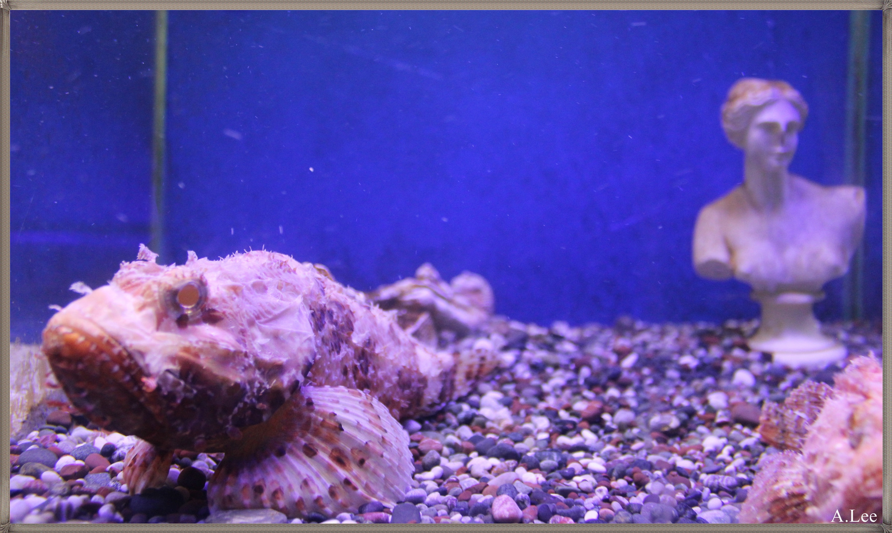 Antikes Aquarium