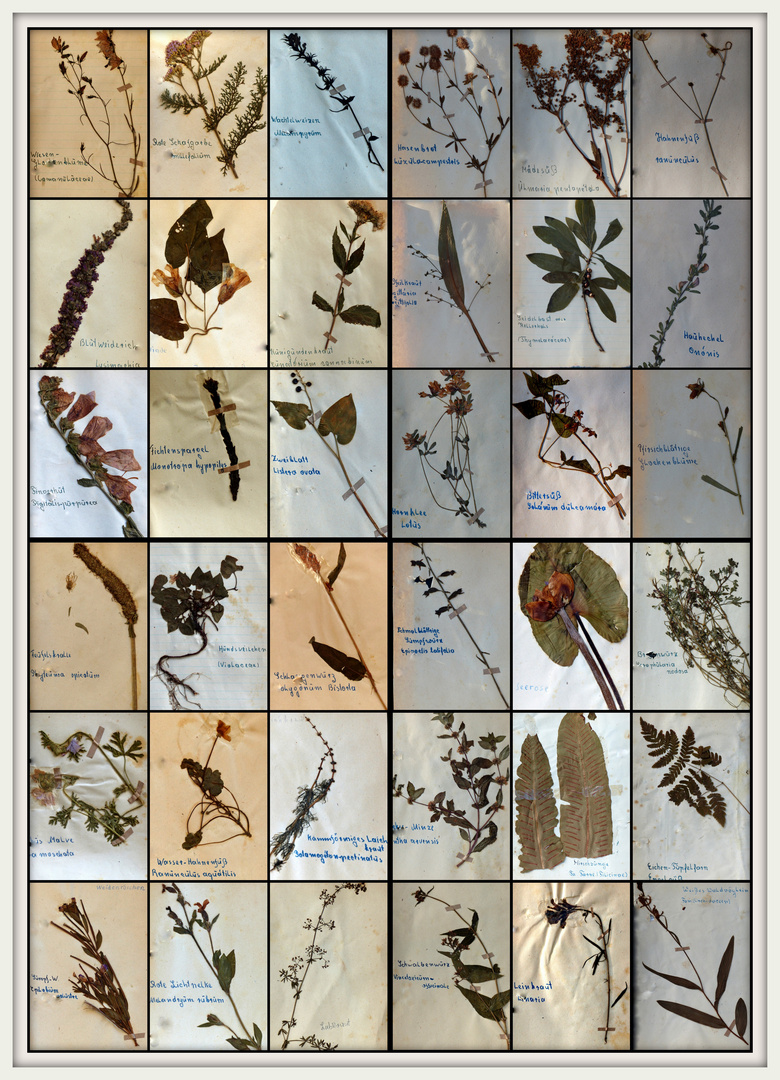 °°°° Antikes Herbarium 2 °°°°