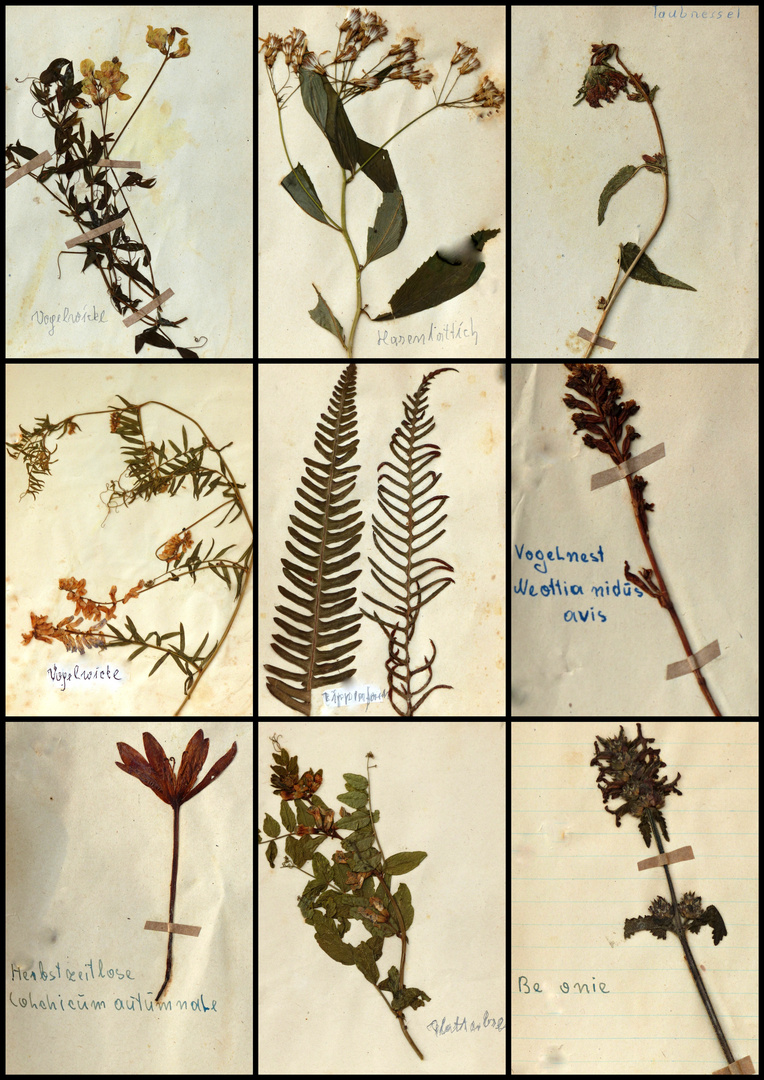 ^^^^ ANTIKES HERBARIUM ^^^^