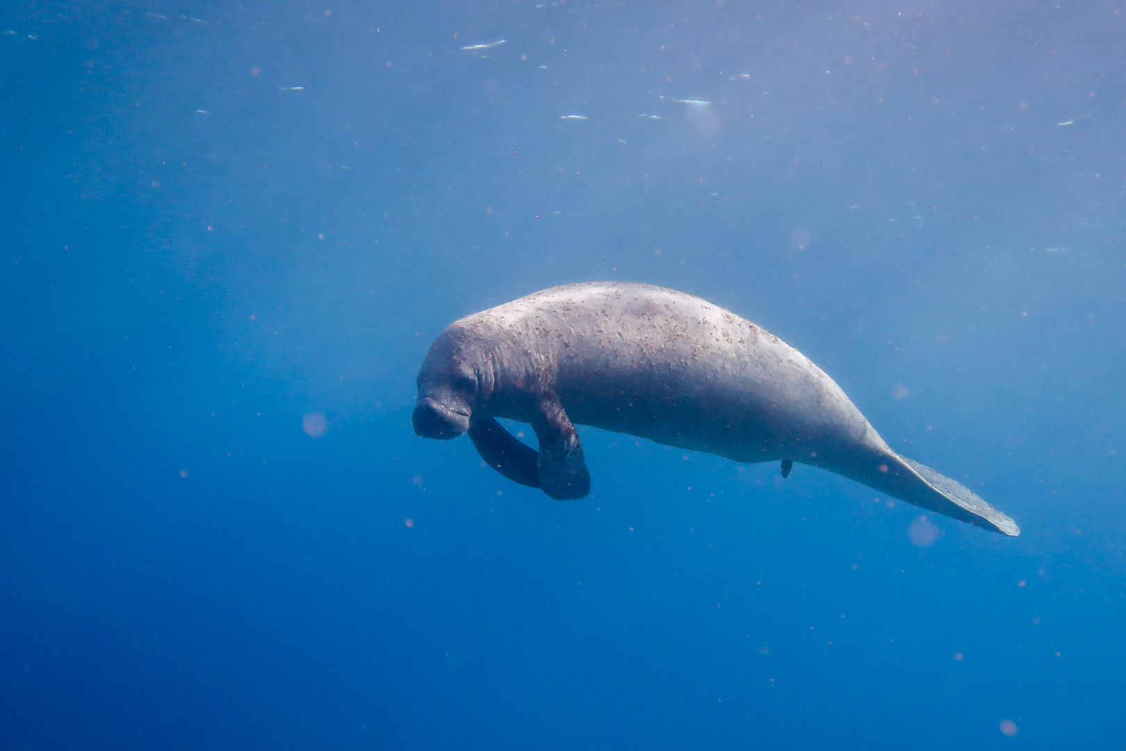 Antillean manatee