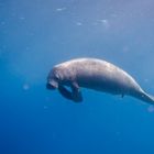 Antillean manatee